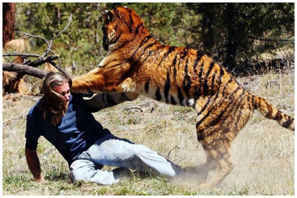 Какая сильный зверь. Напдениеживотнихналудей. Нападение диких животных на людей. Животные нападают на людей. Огромный тигр.