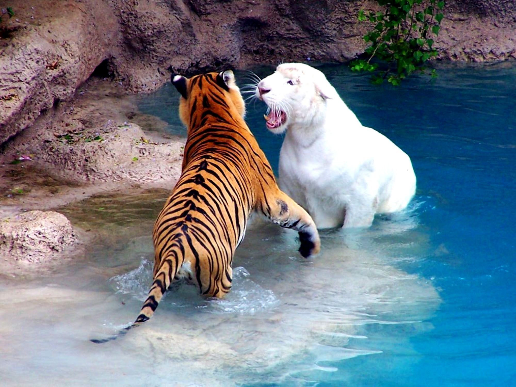 Лучшие видео про животных. Мир животных. Красивые животные. Красота животных. Животные зоопарка.