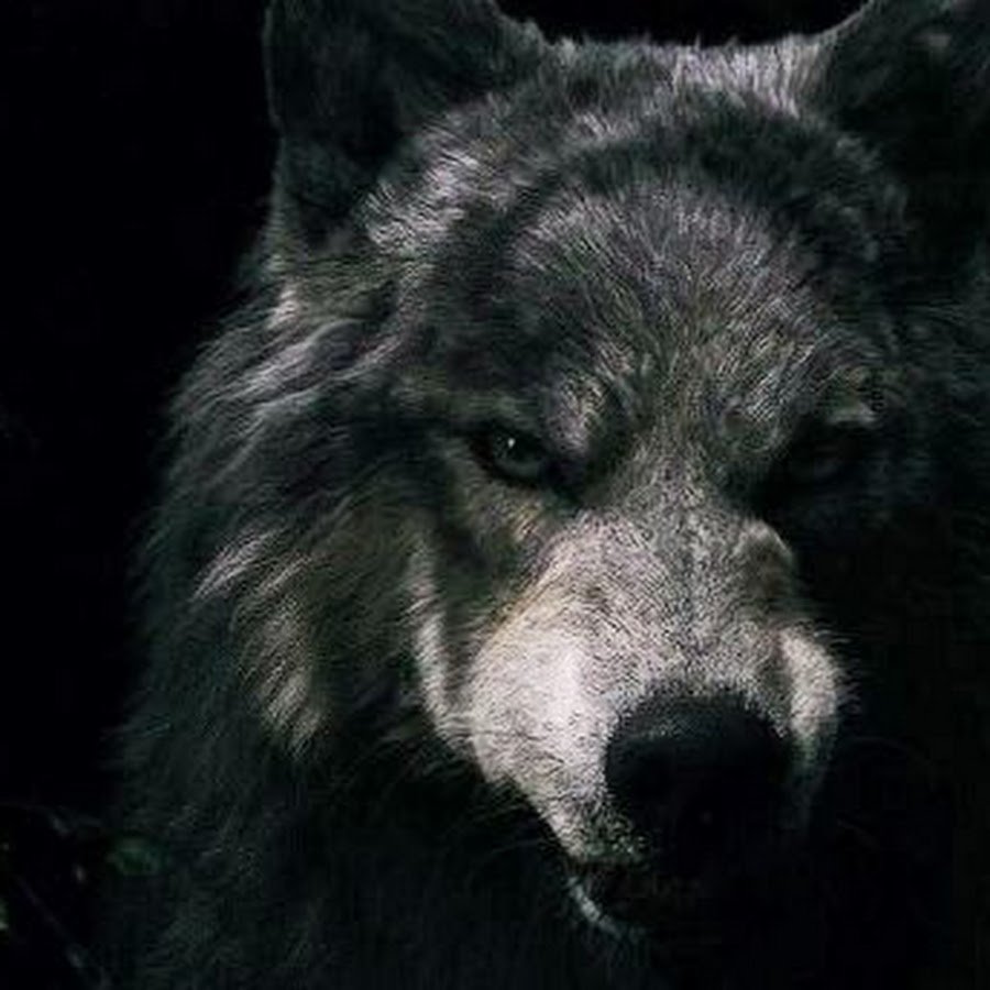 Лунные волки