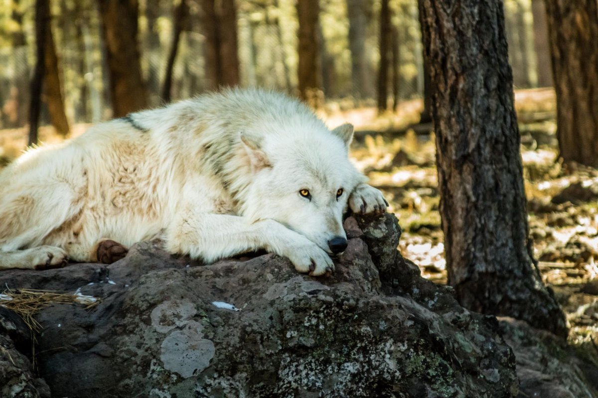 Хвост волка