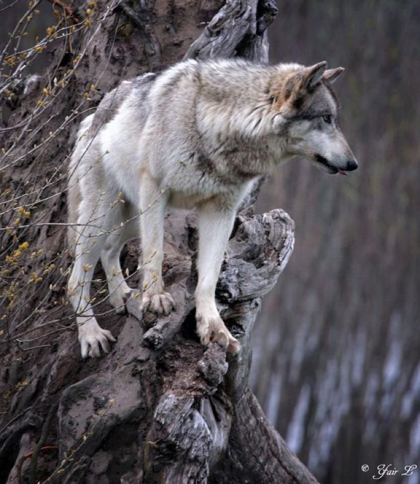 Настоящий волк