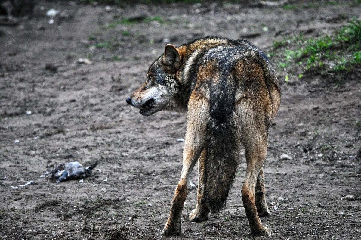 Волк охотится