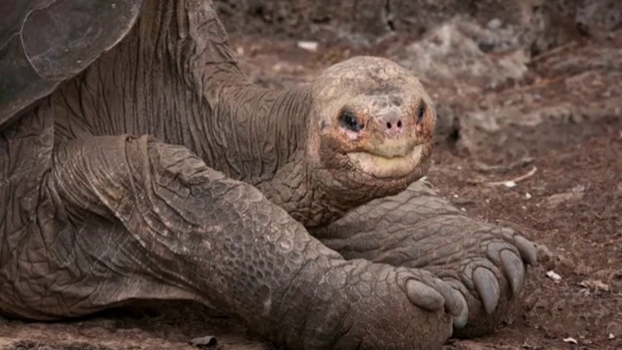Абингдонские слоновые черепахи. Абингдонская слоновая черепаха. Галапагосская черепаха одинокий Джордж. Абингдонская слоновая черепаха одинокий Джордж. Галапагосская черепаха вымерла.