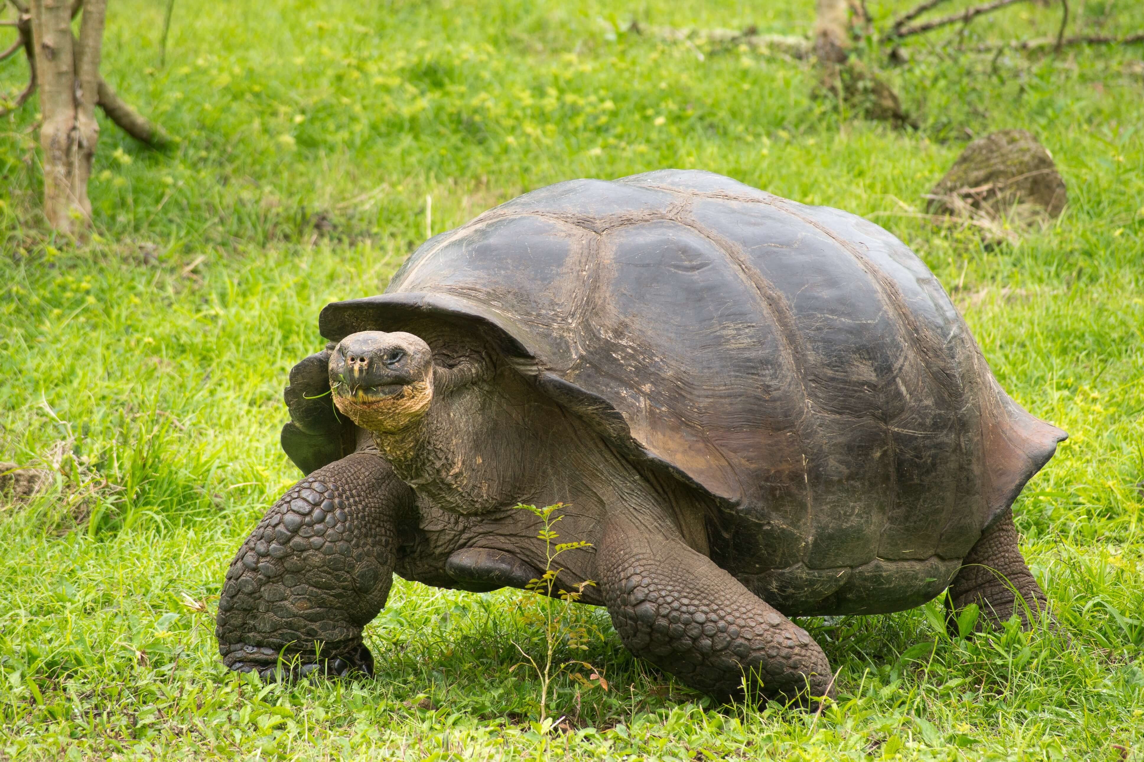 Черепаха 6 букв. Галапагосская черепаха одинокий Джордж. Сухопутная черепаха Галапагосы. Абингдонская слоновая черепаха. Абингдонская слоновая черепаха одинокий Джордж.
