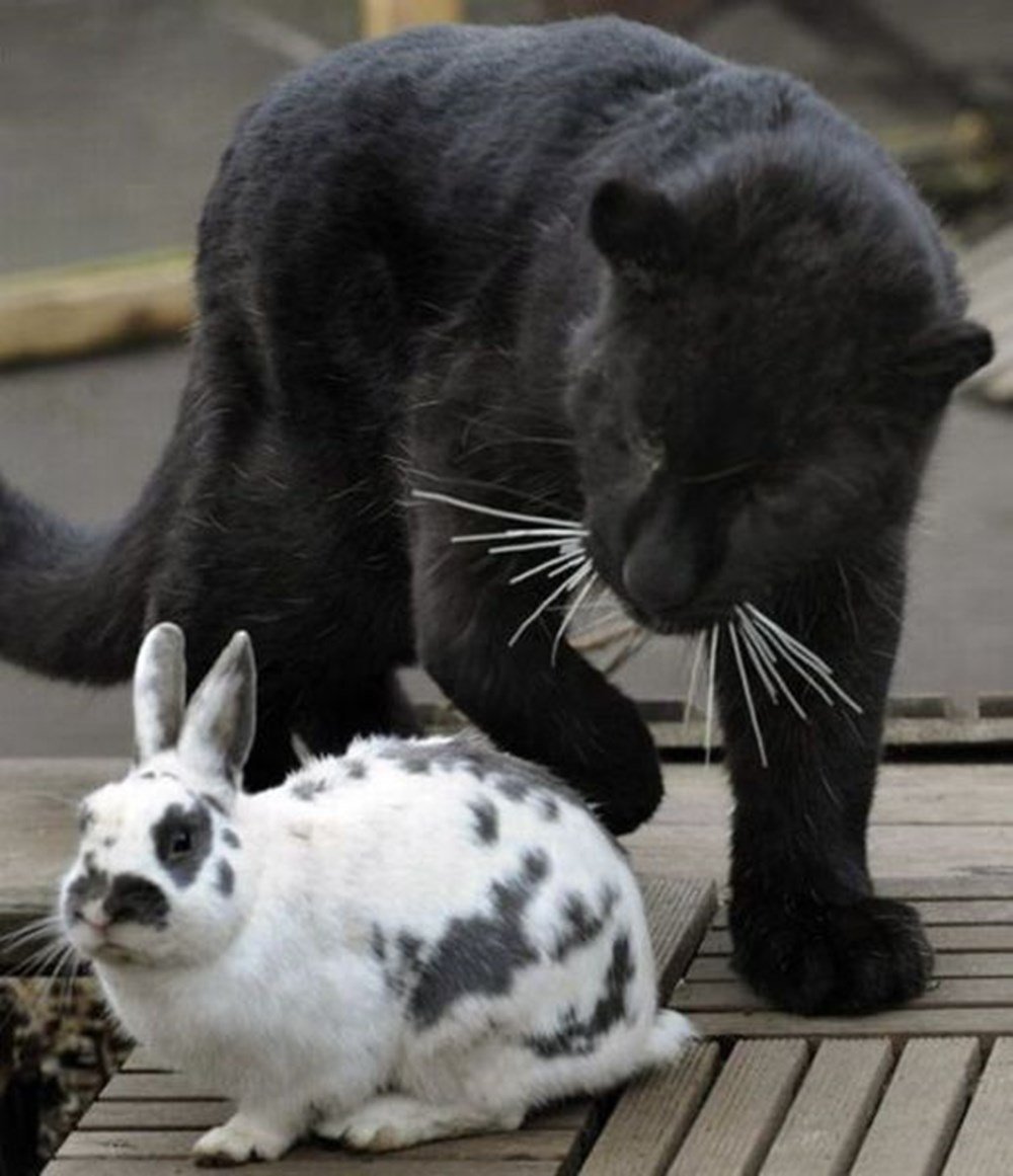 Симбиоз между кроликом и черной пантерой 136. Пантера и кролик. Симбиоз пантеры и кролика. Кролик и черная пантера. Кот пантера.