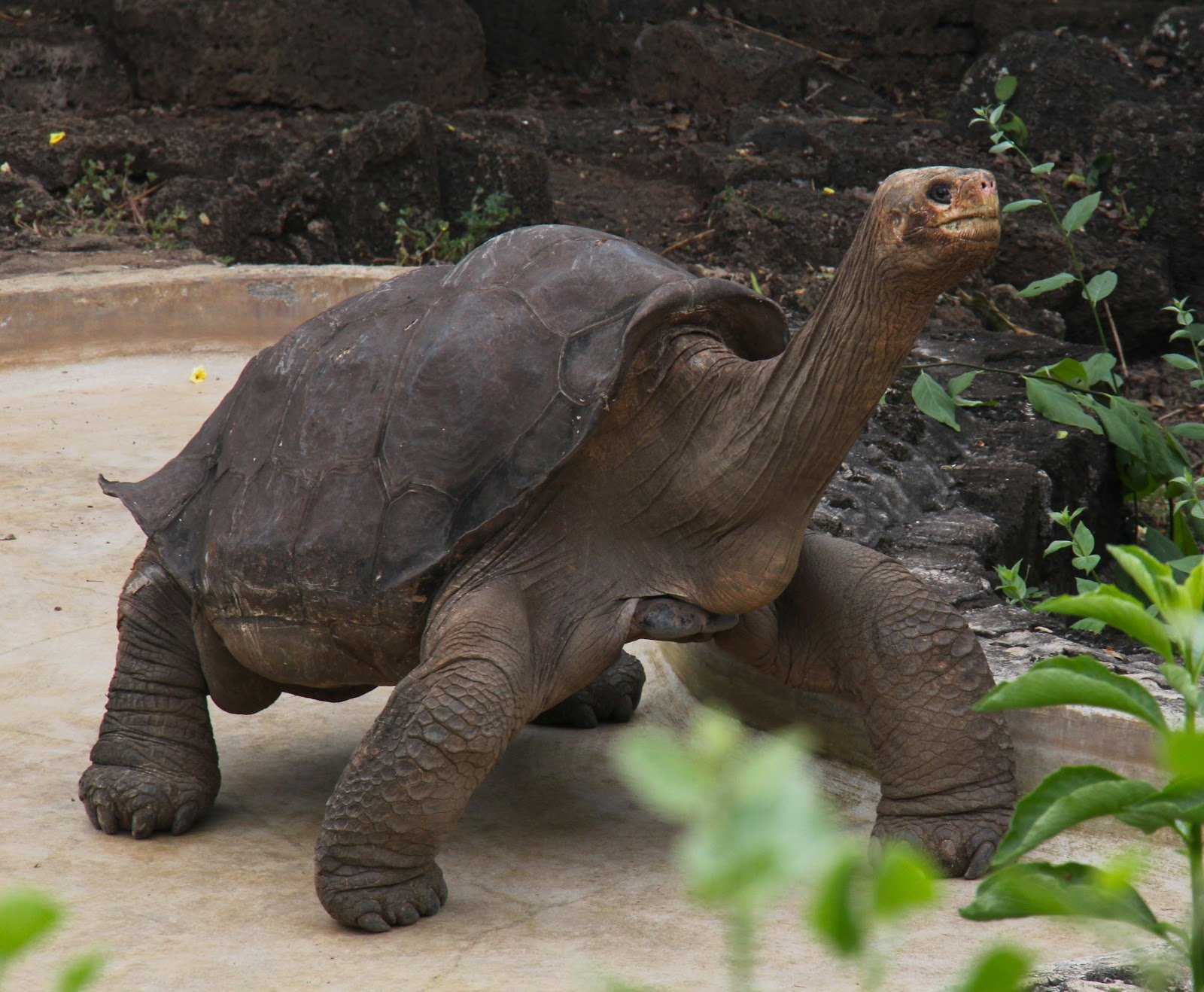 Абингдонские слоновые черепахи. Абингдонская слоновая черепаха. Галапагосская черепаха одинокий Джордж. Абингдонская слоновая черепаха одинокий Джордж. Одинокий Джордж.