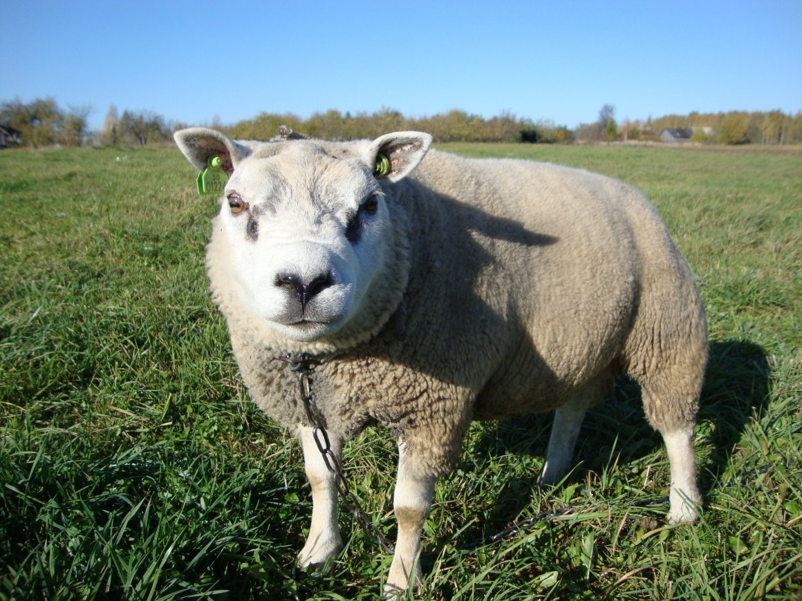 Тексель порода овец