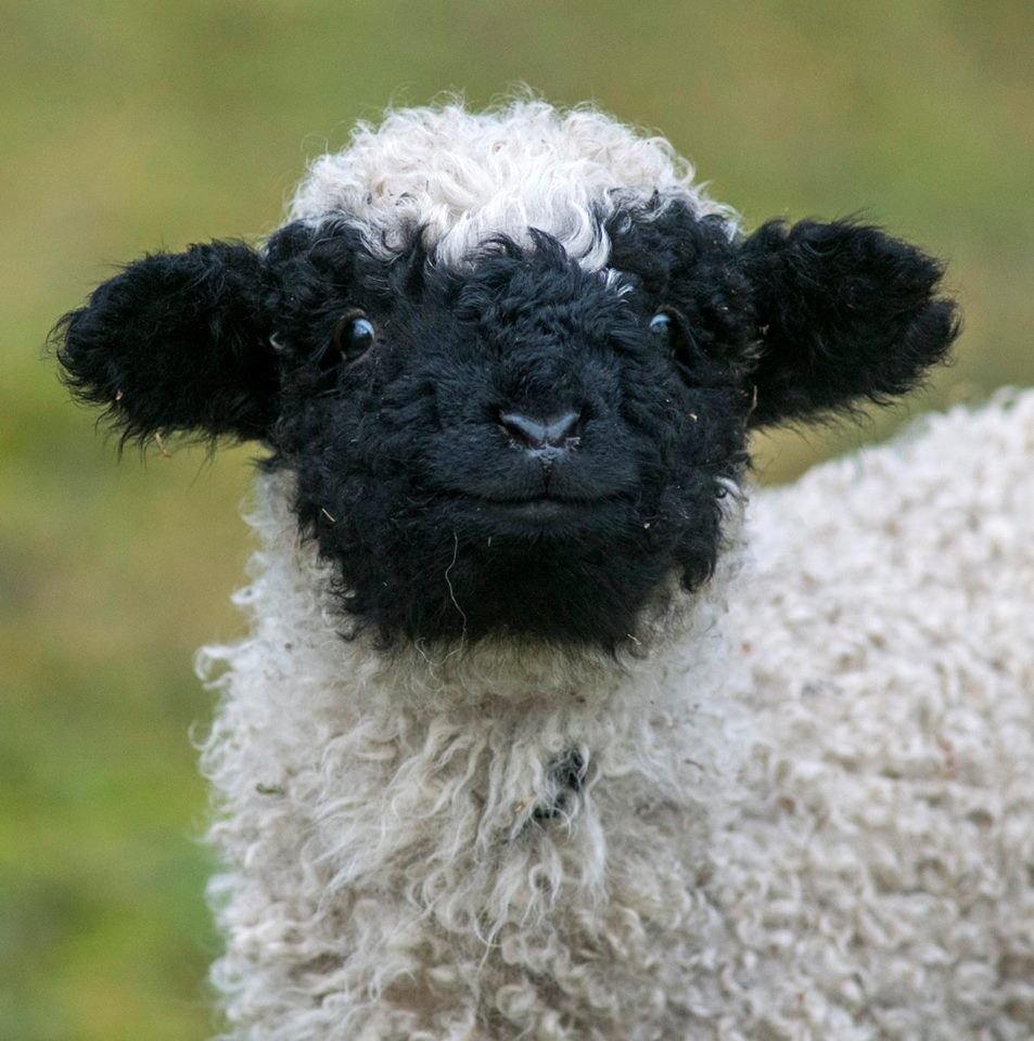 Valais Blacknose Sheep