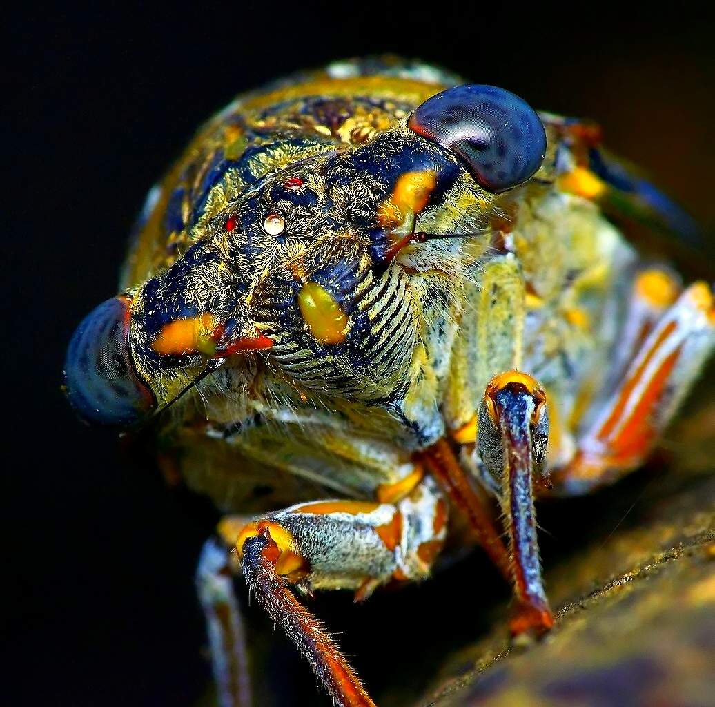 Цикада Макросъемка