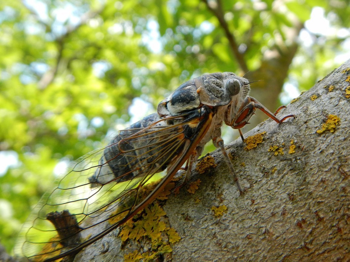Жук цикада