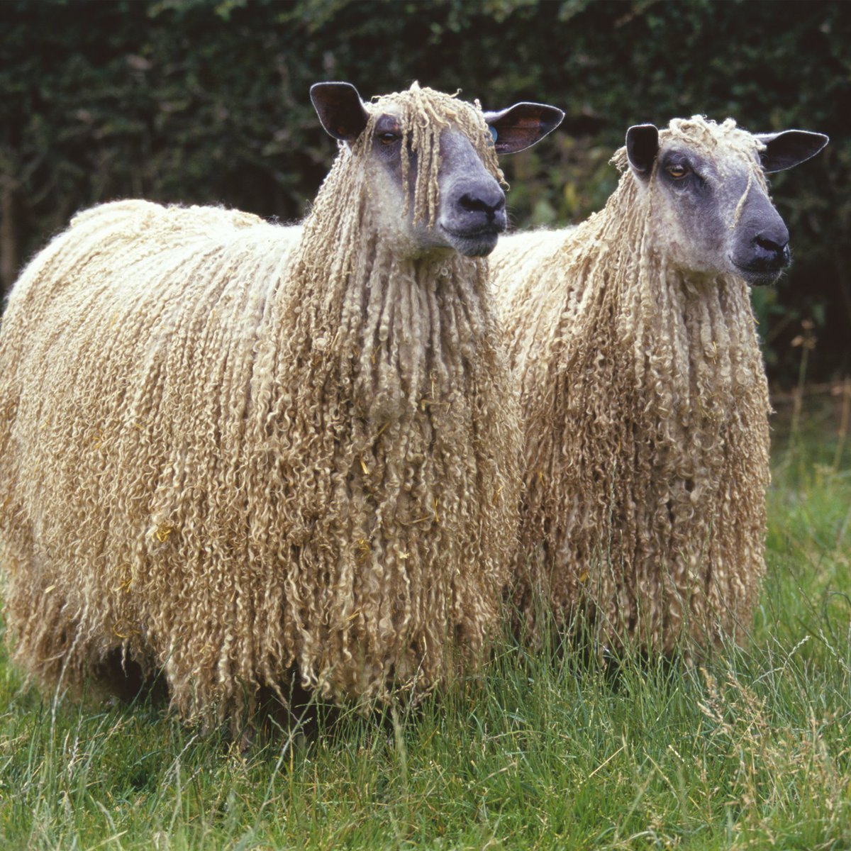 Порода овец Линкольн