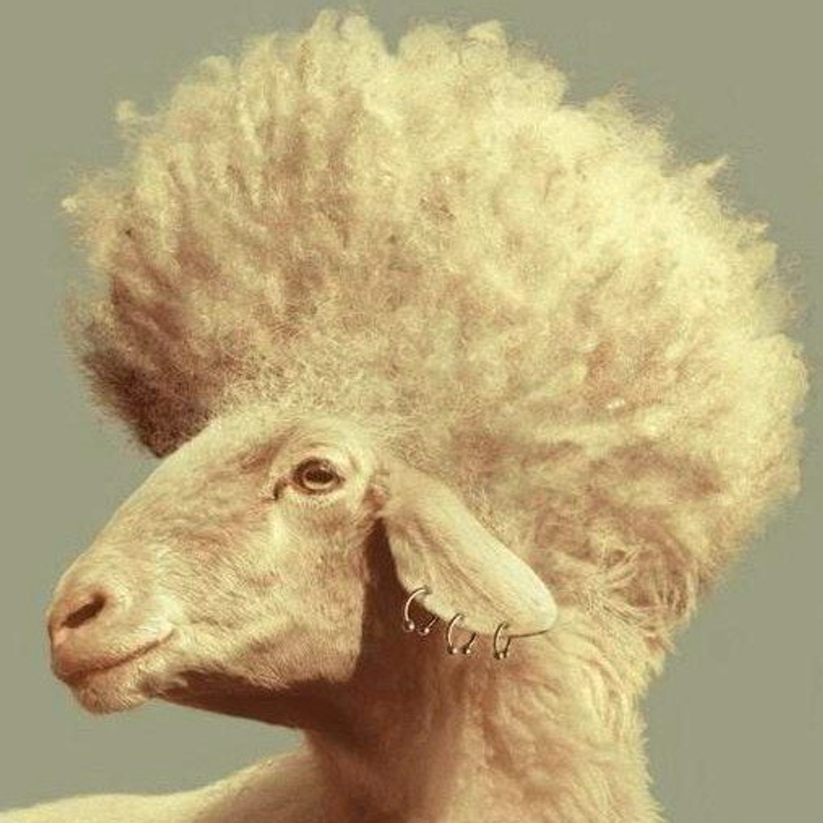 Бузаки чингилапо