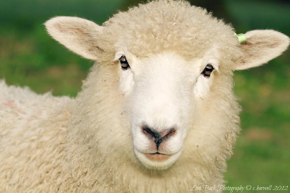 Лицо овцы