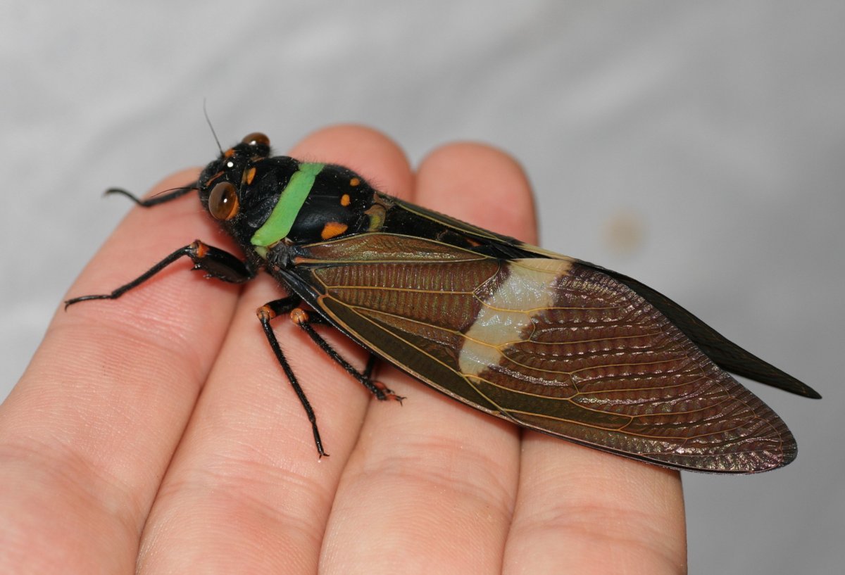 Цикада Черноморская