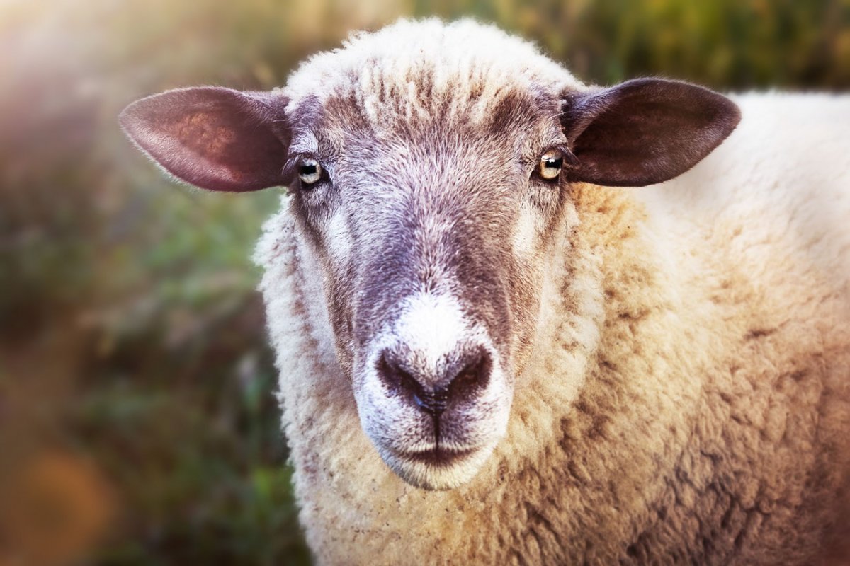 Морда барана , овцы