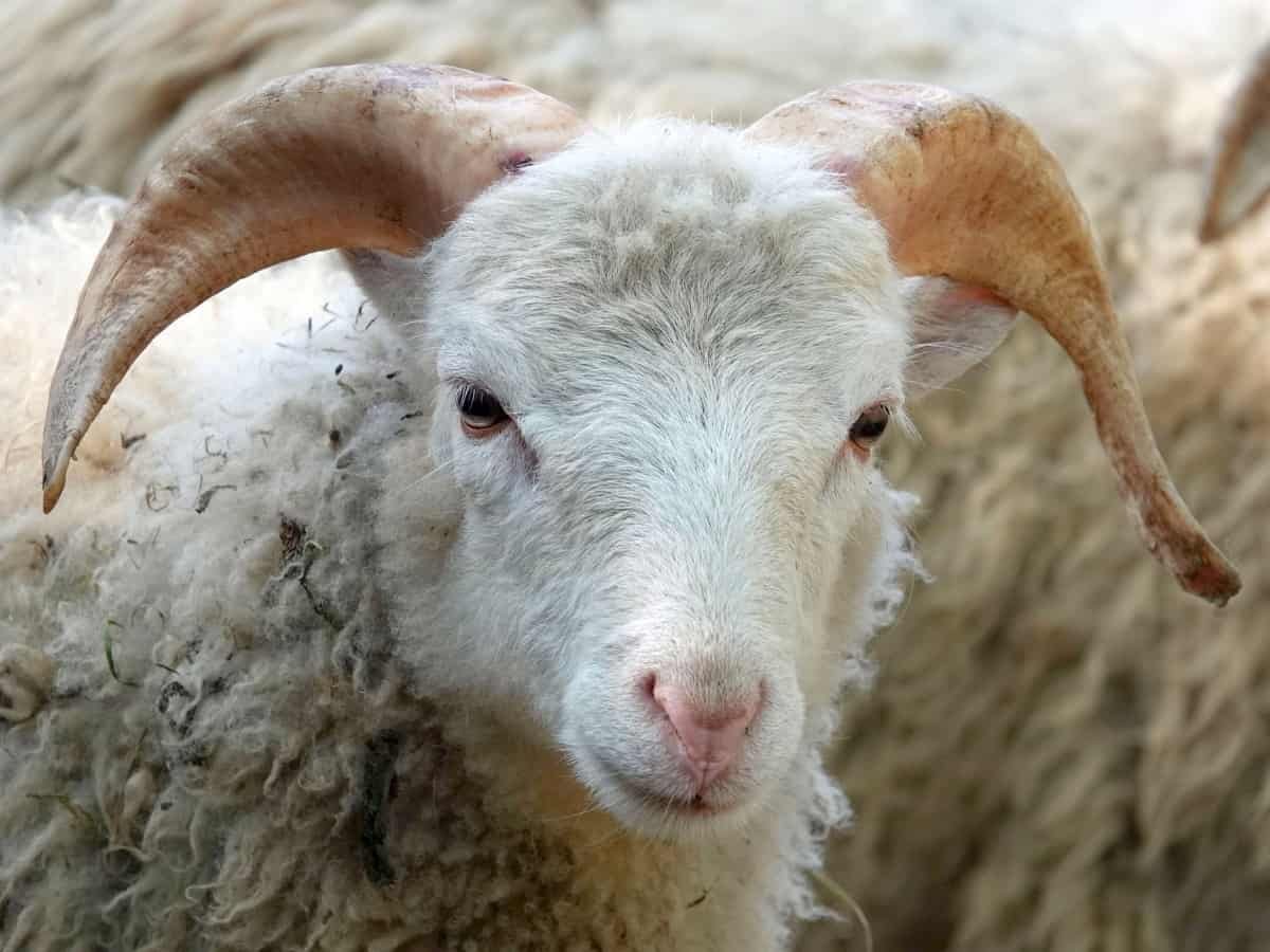 Шерстяные овцы