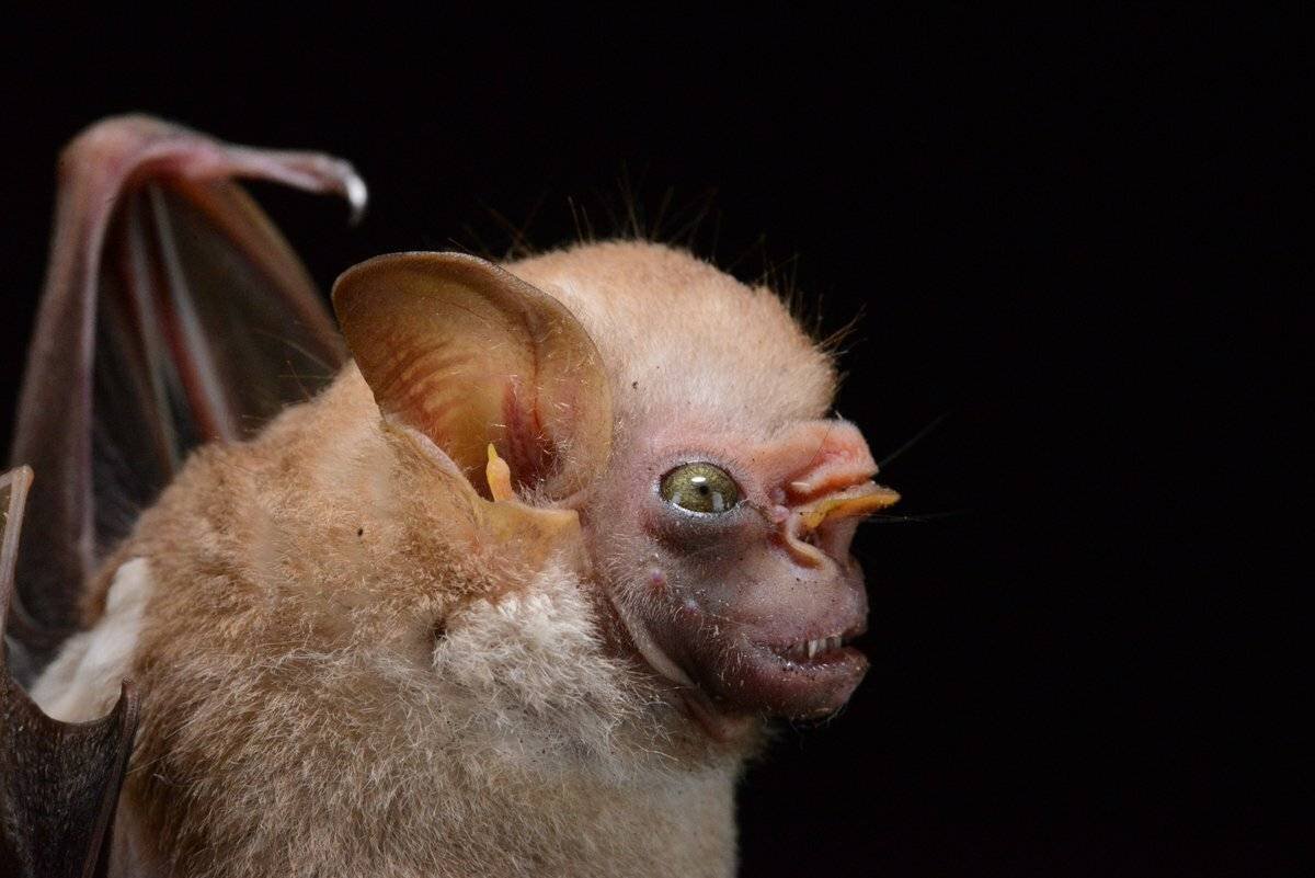 Травоядный Дракула летучая мышь