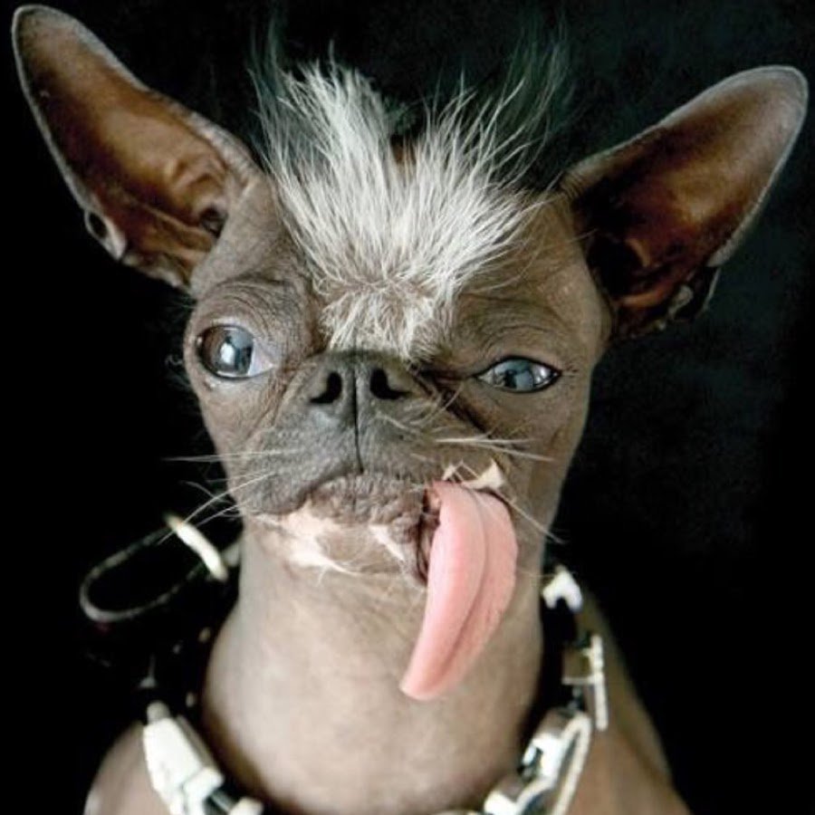 Морщинистый канадский сфинкс