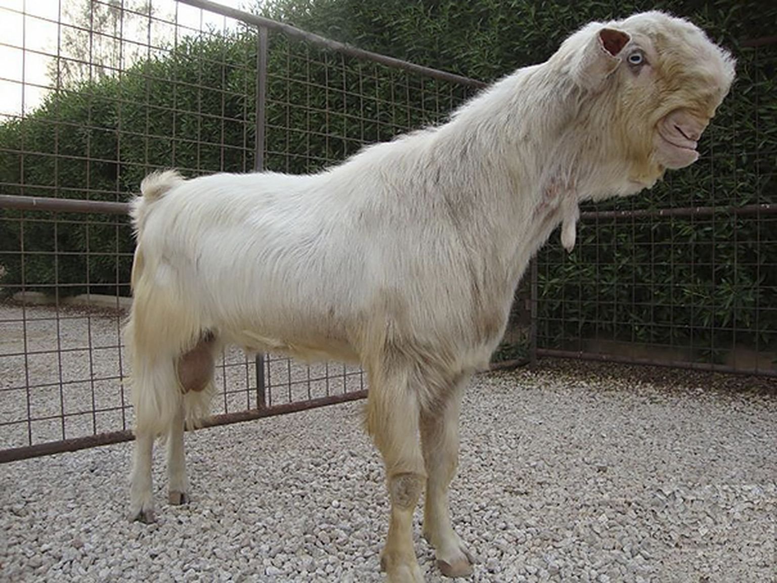 Самая большая коза