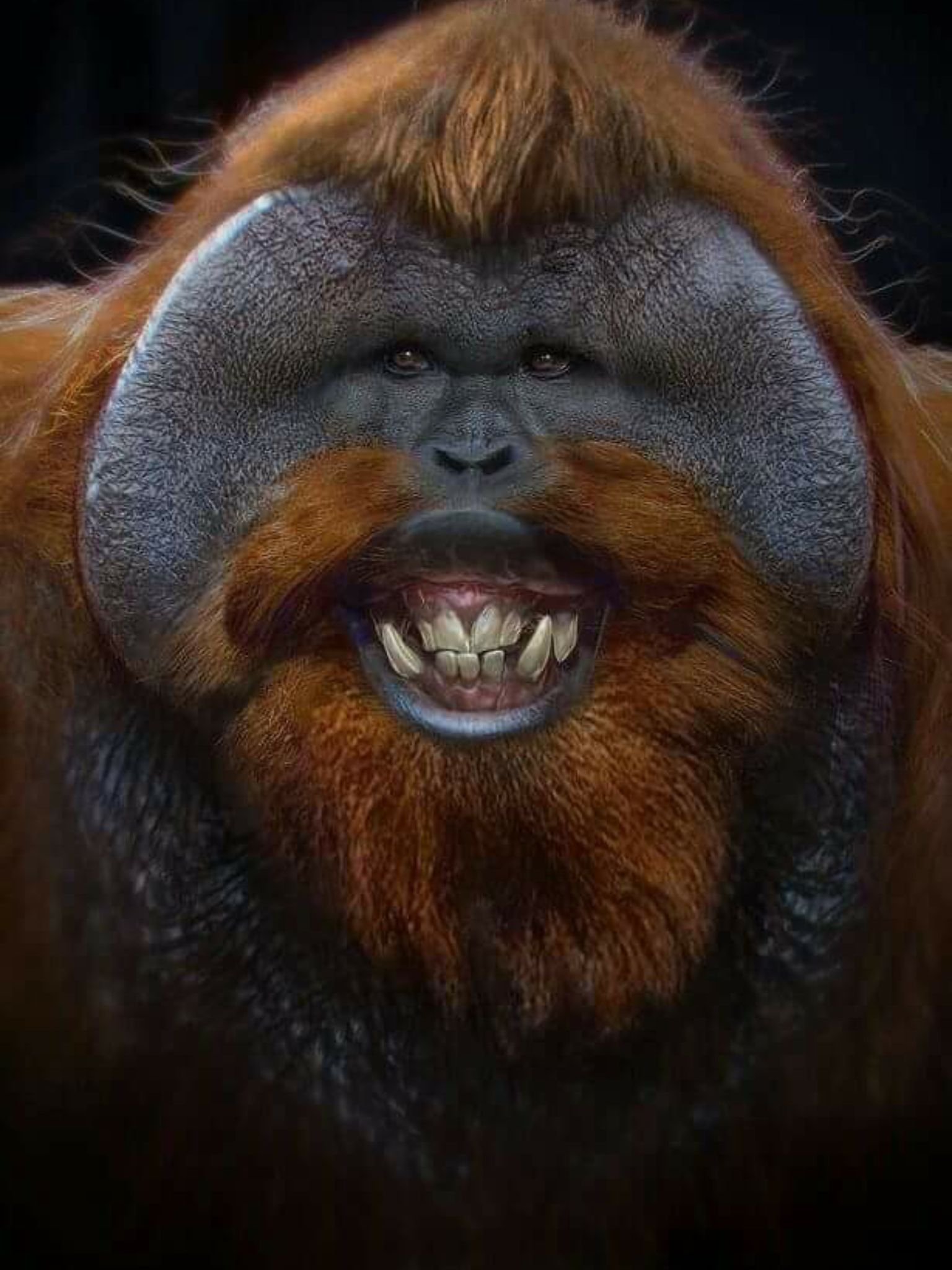 Бородатая обезьяна