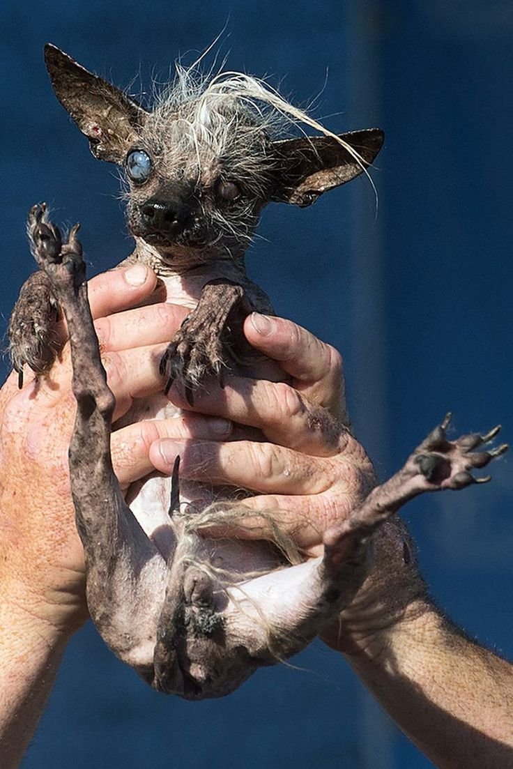 Китайская хохлатая Сэм