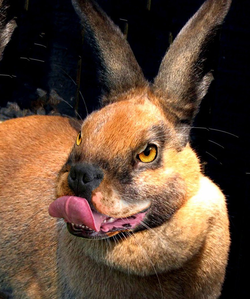 Сфинкс кошка морщинистая