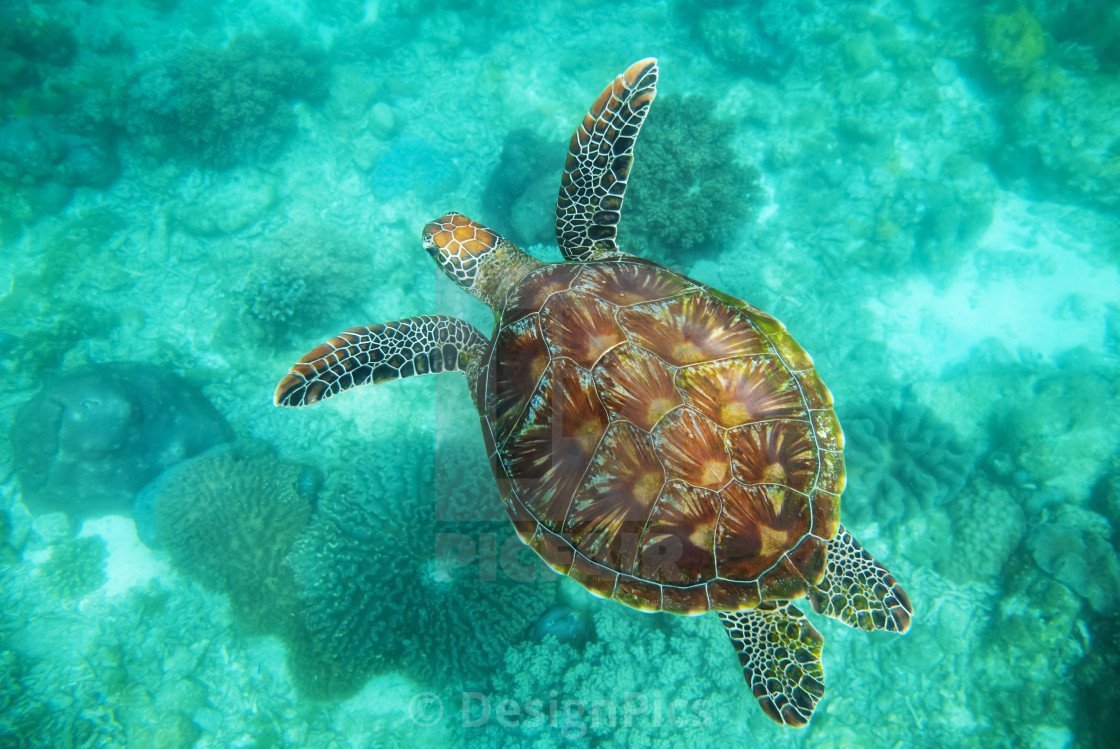 Черепаха плывет вид сверху