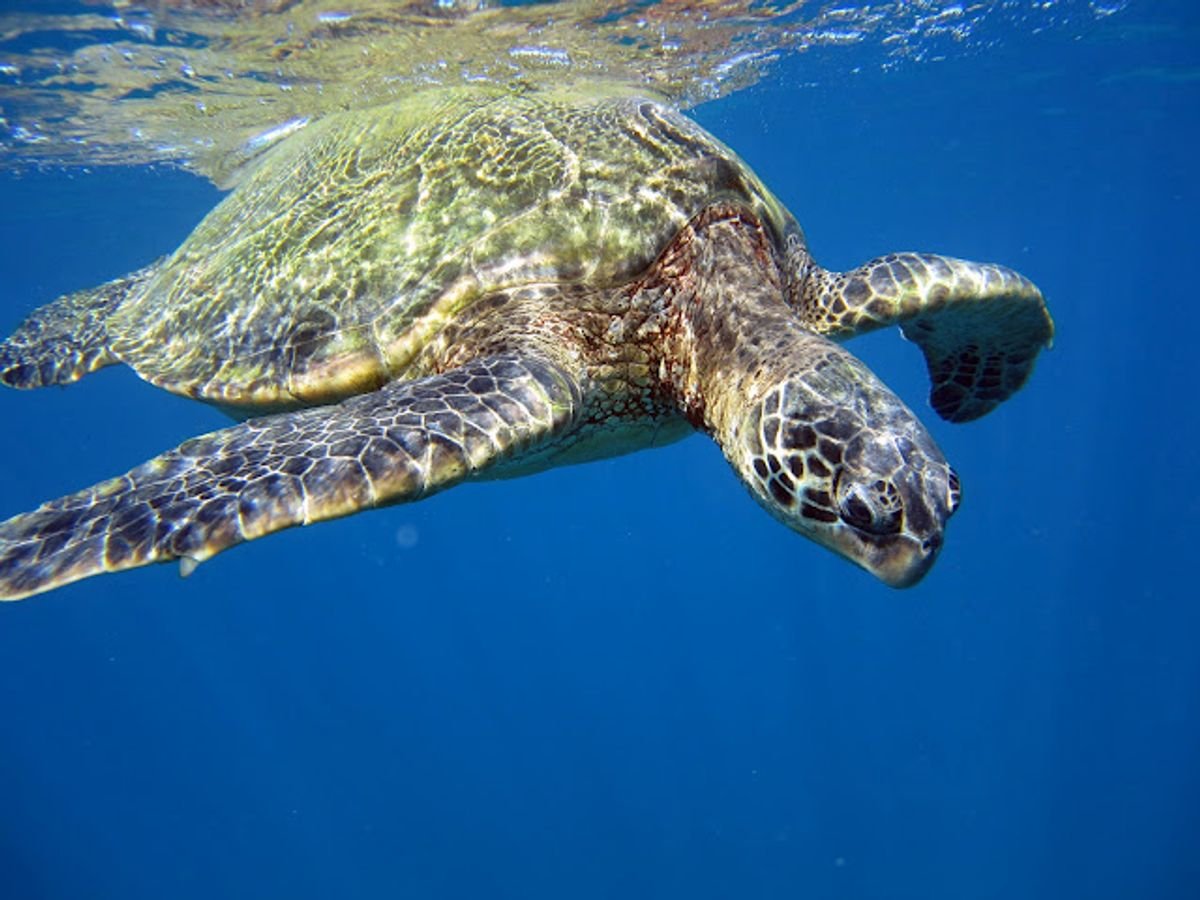 Giant Sea Turtle
