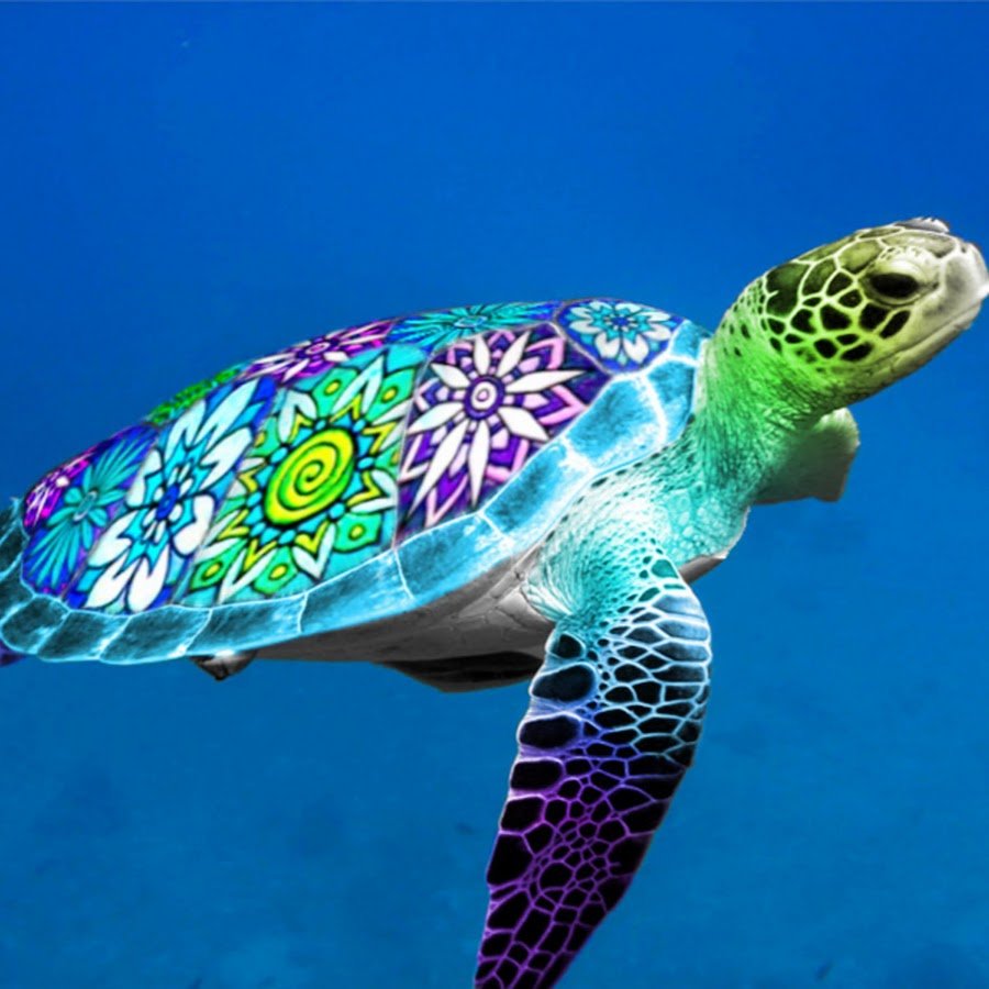 Черепахи Атлантики Панама