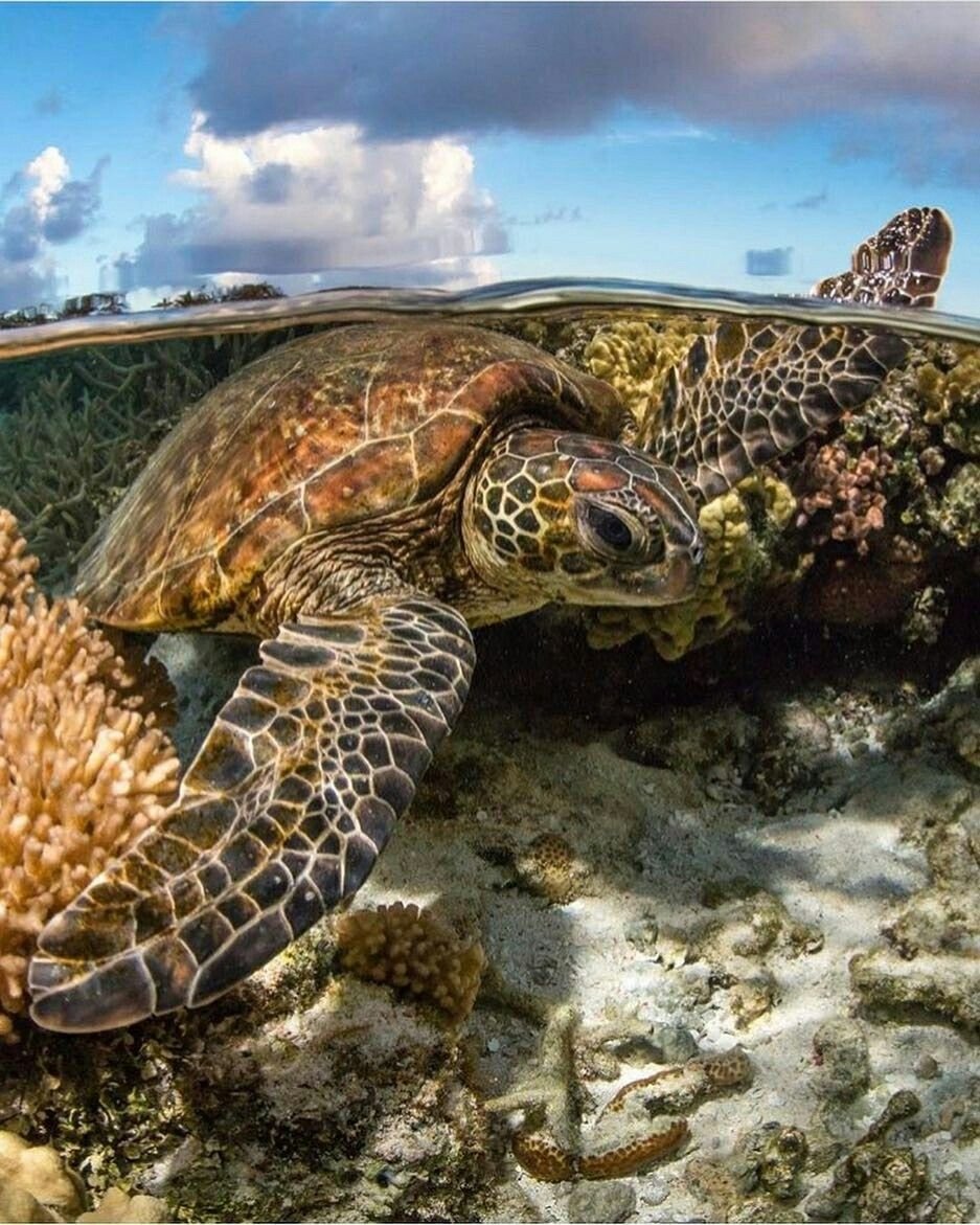 Морская черепаха домашняя