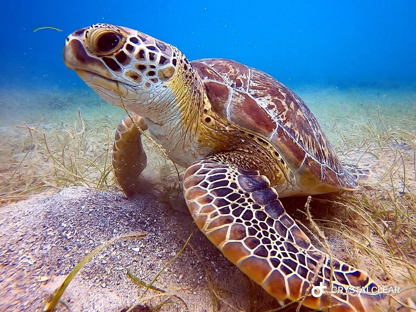 Черепаха Каретта (логгерхед). Морская черепаха морская черепаха. Черепахи в Азовском море. Черепаха бисса (Каретта).