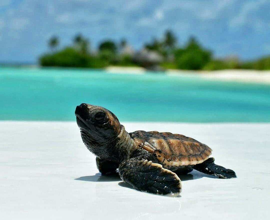 Морская черепаха и Черепашата