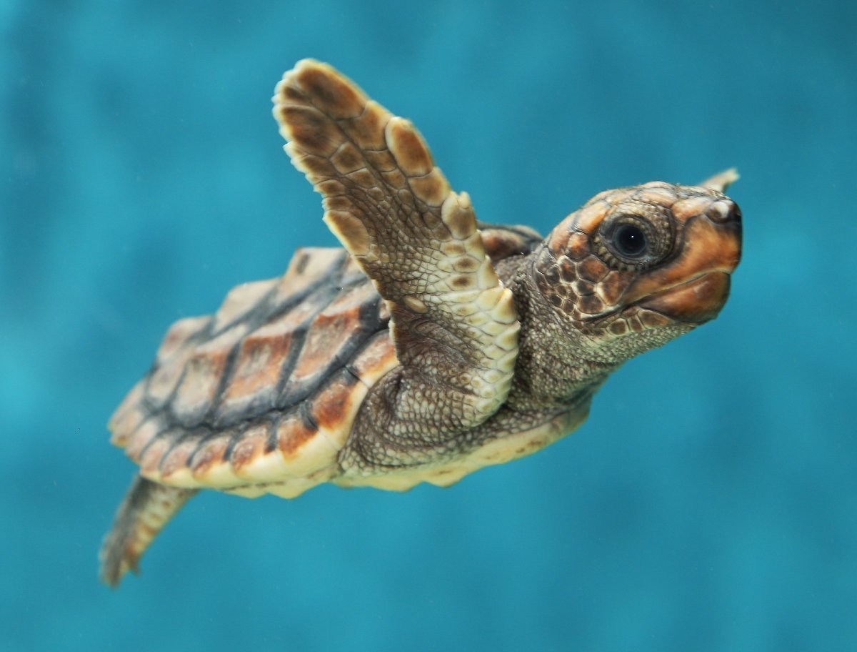 Морские Черепашата