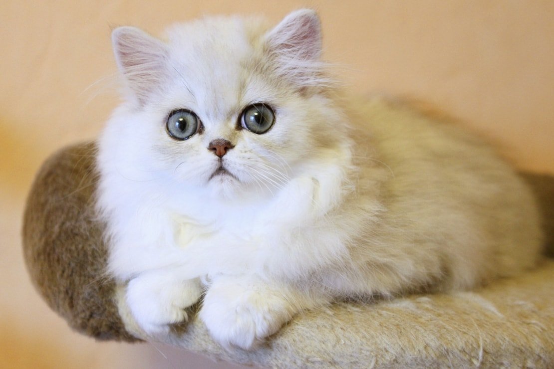 Экзот Золотая шиншилла