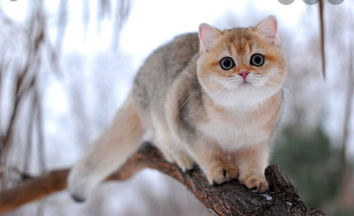 Британская шиншилла Хосико