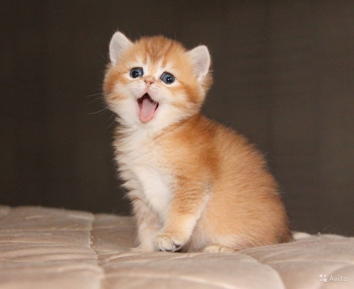 Манчкин Золотая шиншилла