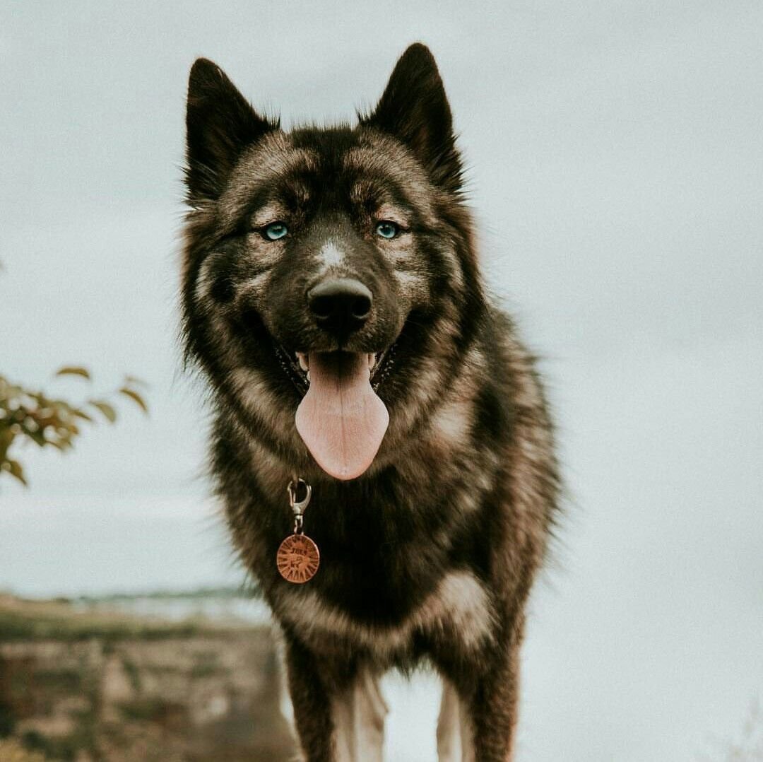 Маламут агути