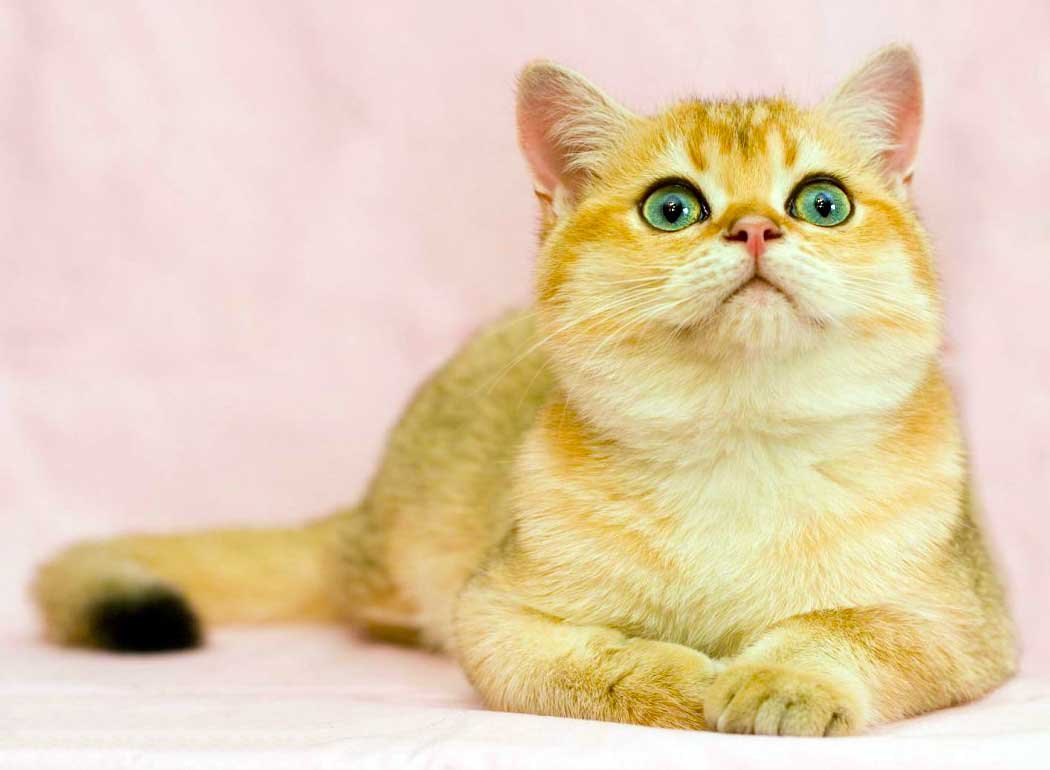 Хайленд страйт Золотая шиншилла