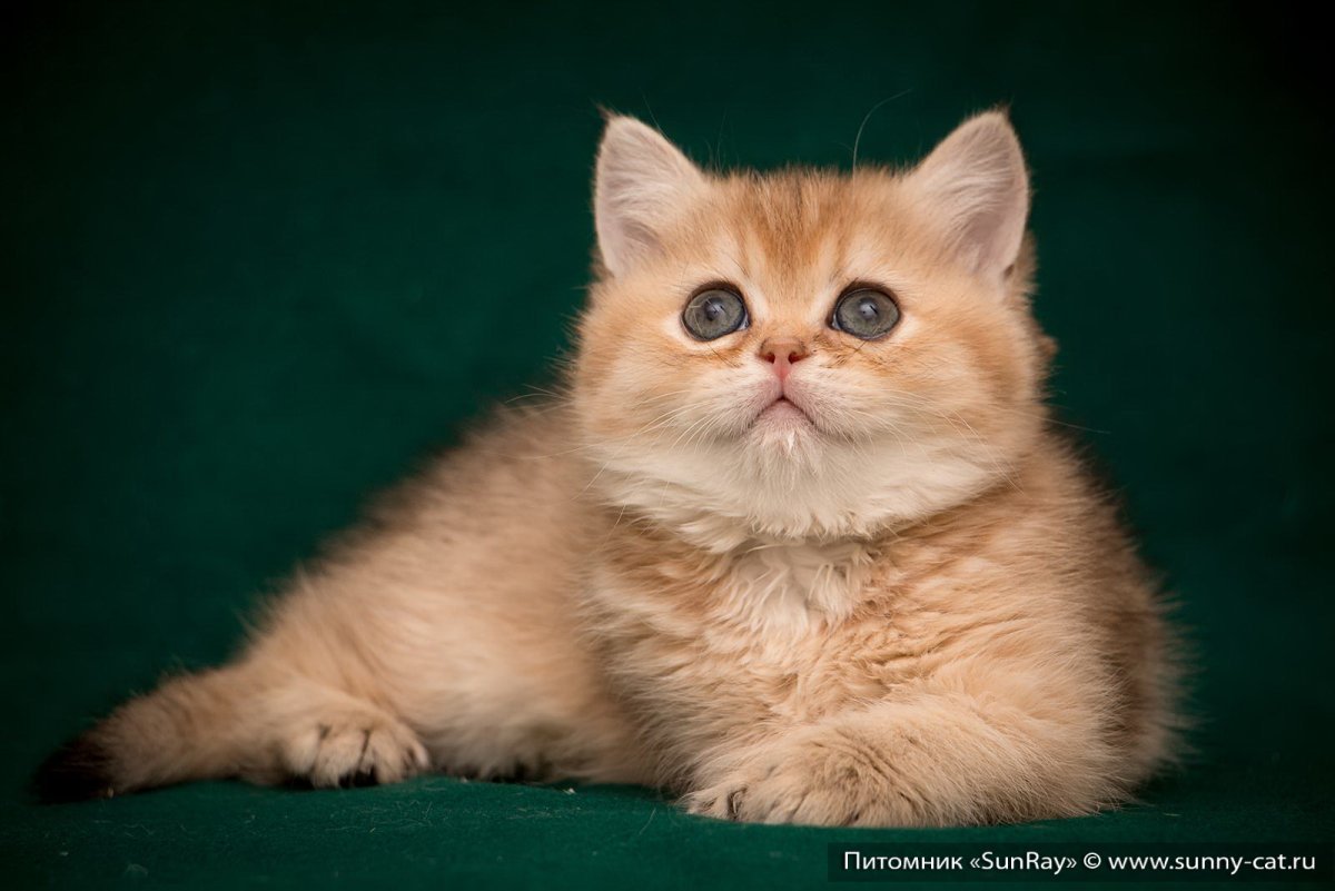 Золотая шиншилла кошка фото
