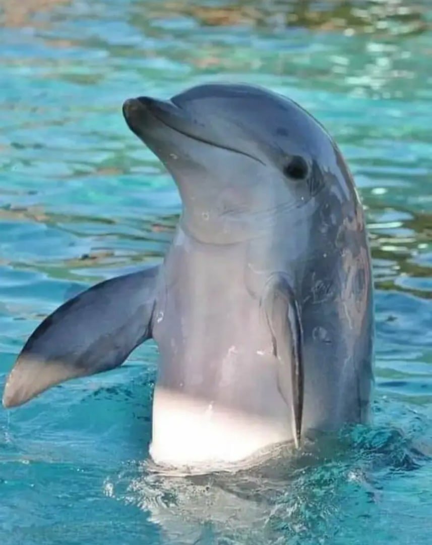 Черноморская Афалина