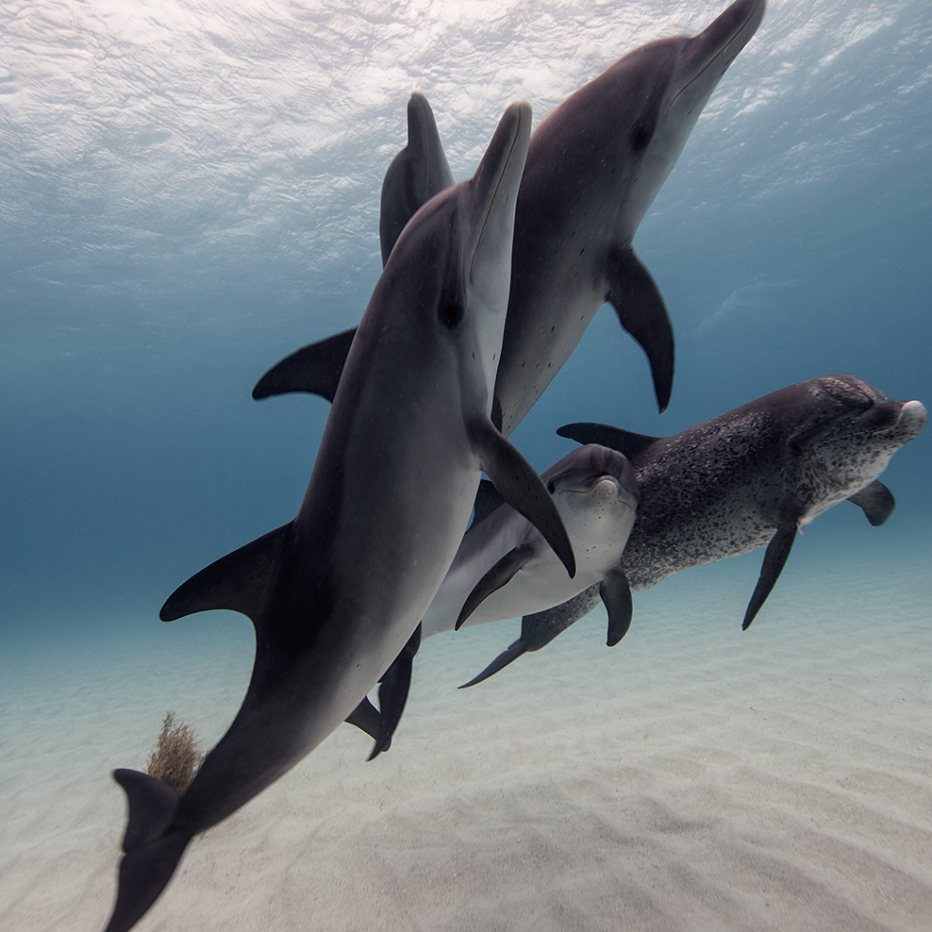 Стайка дельфинов