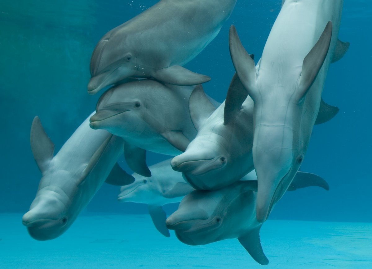 Отряд дельфиновых