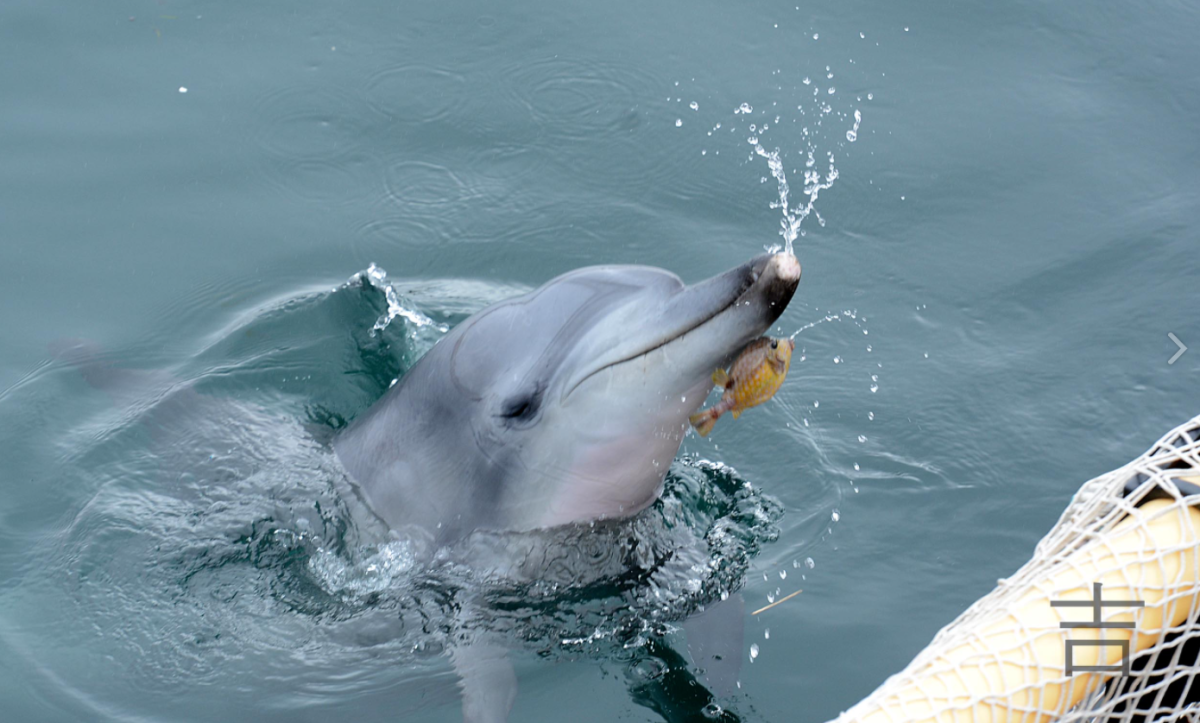 Дельфиненок в сетях