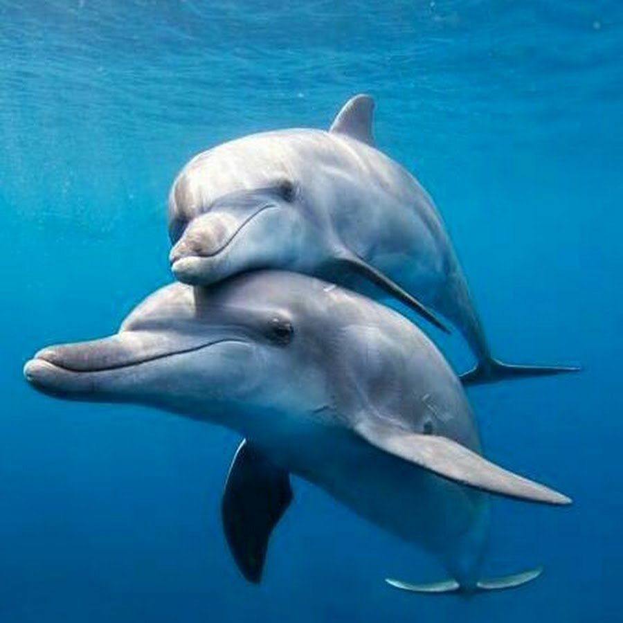 Крестовидный Дельфин