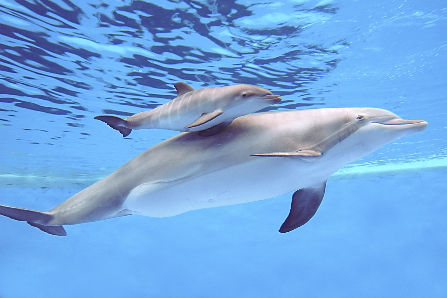 Дельфин живет в воде. Черноморская Афалина. Дельфины афалины. Черноморские дельфины афалины. Длинномордый Дельфин.