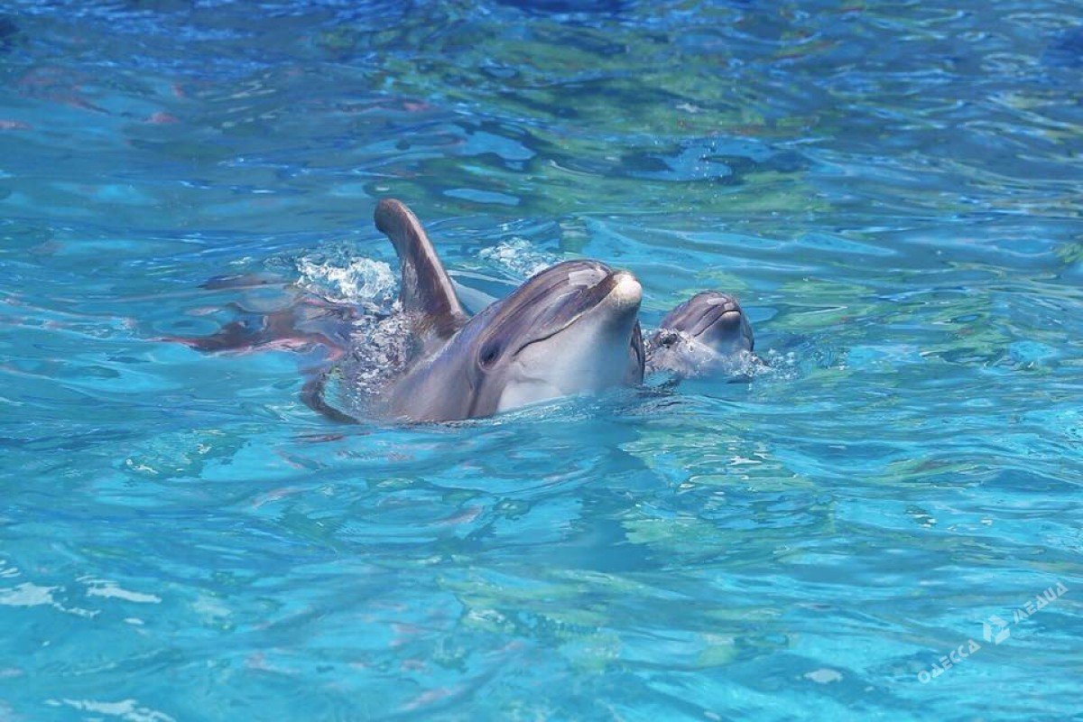 Дыхало у дельфинов