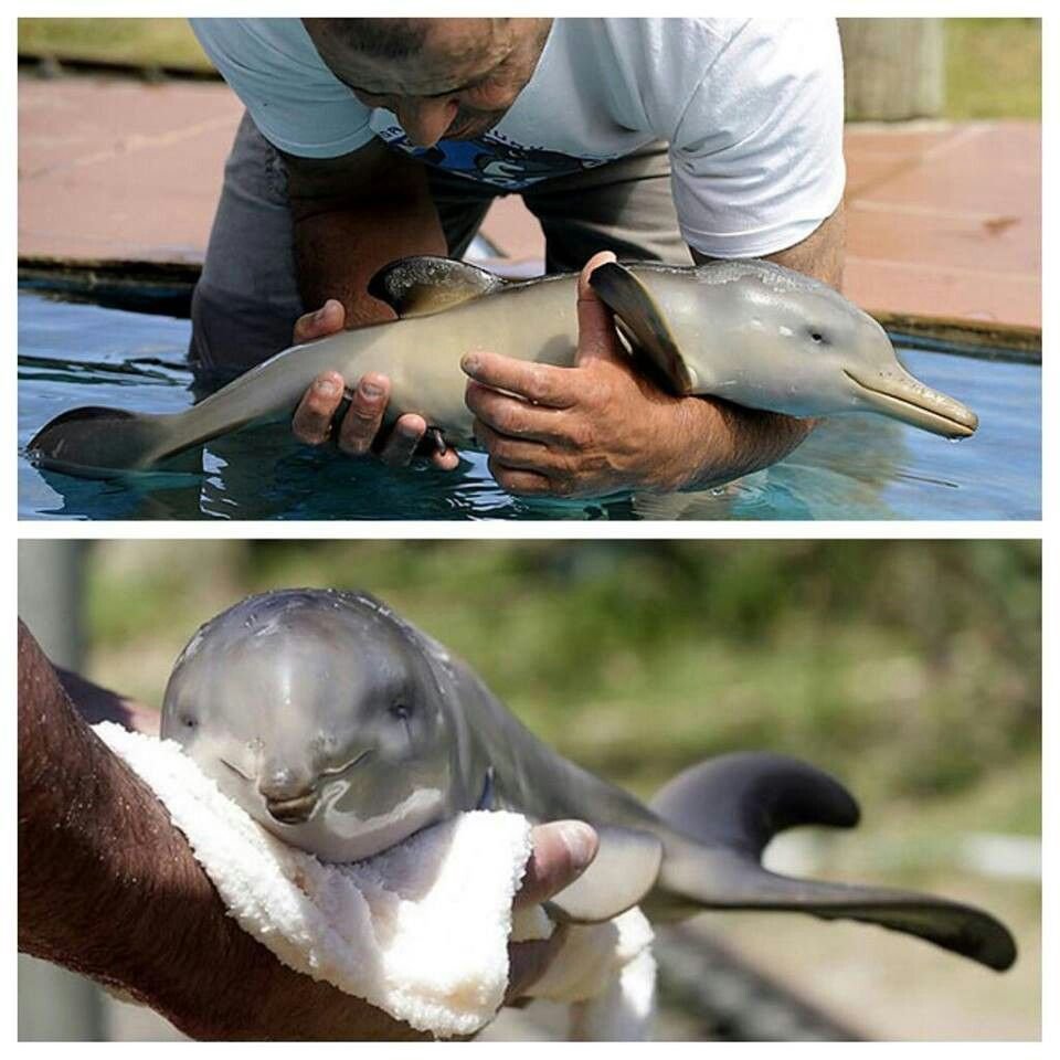 Маленький дельфиненок