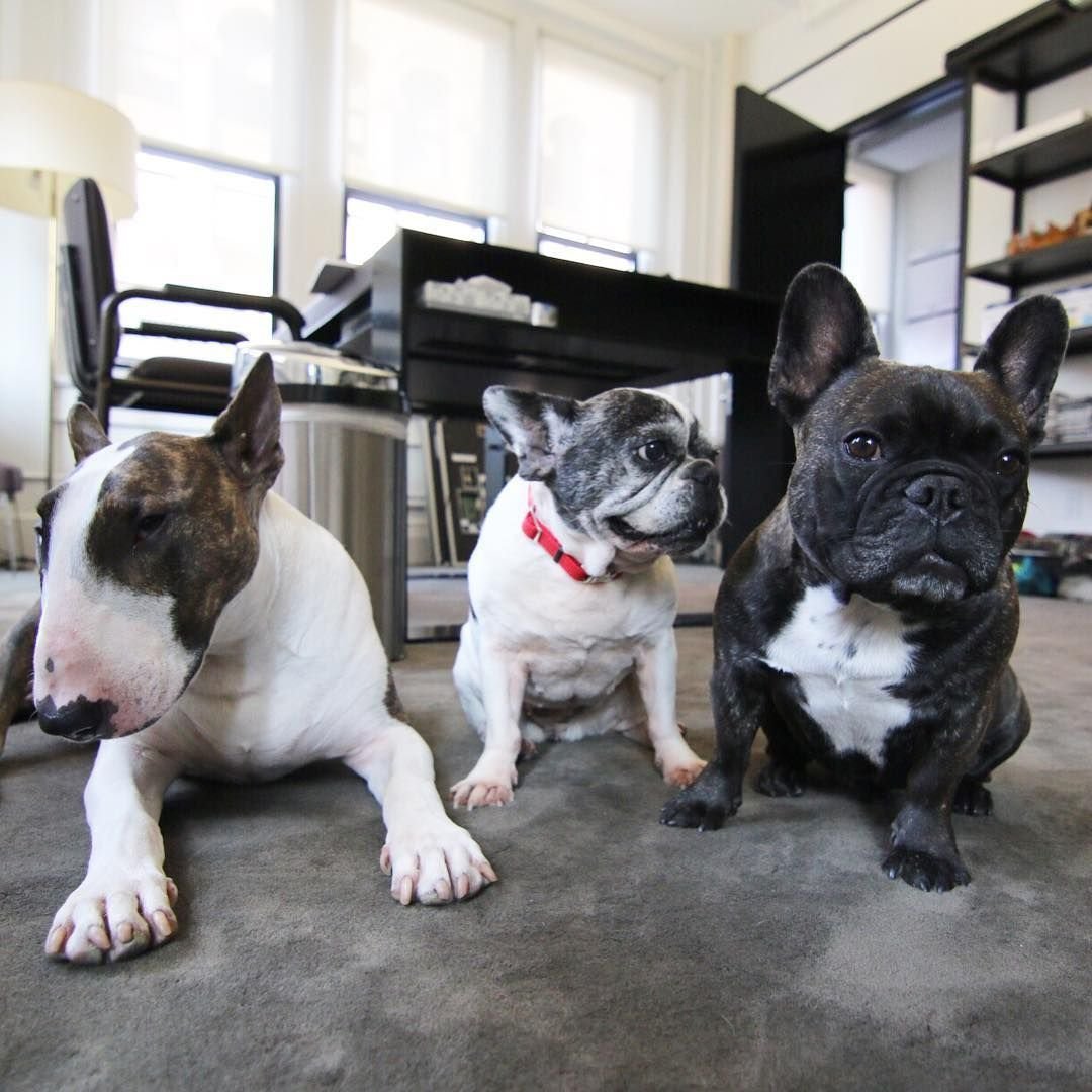 Питбуль боксер терьер