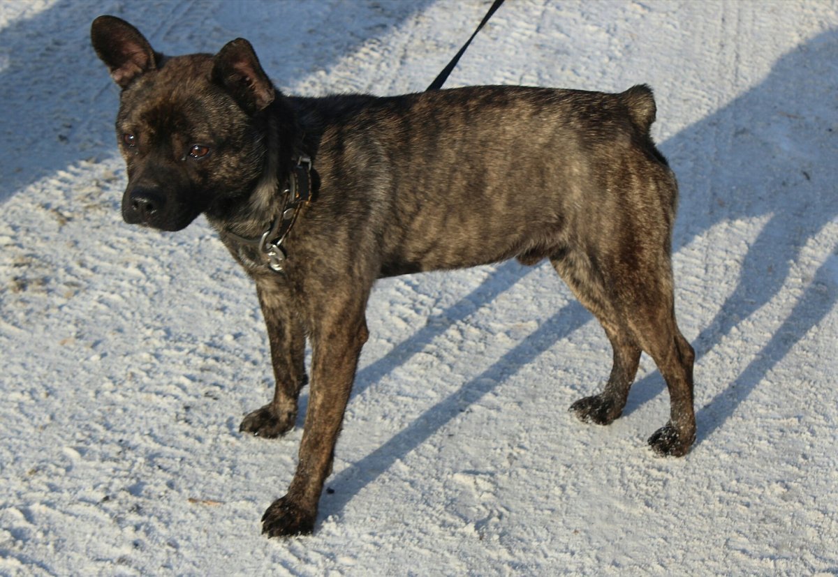 Американский бульдог и стаффордширский терьер