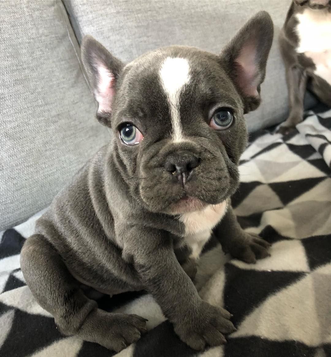 Джек Рассел и французский бульдог